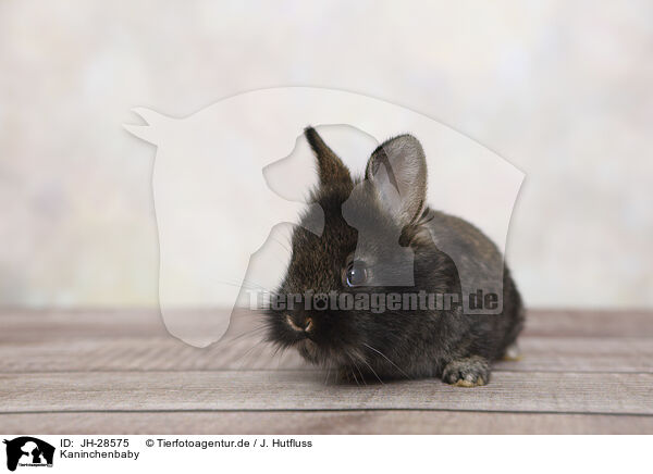 Kaninchenbaby / JH-28575