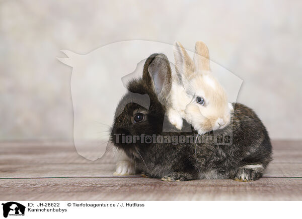 Kaninchenbabys / young rabbits / JH-28622