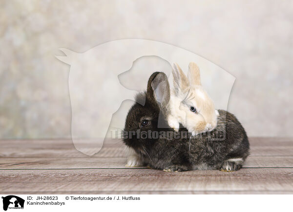 Kaninchenbabys / young rabbits / JH-28623