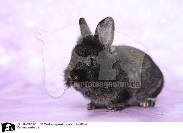 Kaninchenbaby / young rabbit / JH-28626