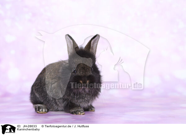 Kaninchenbaby / young rabbit / JH-28633
