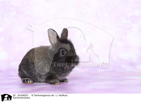 Kaninchenbaby / young rabbit / JH-28635