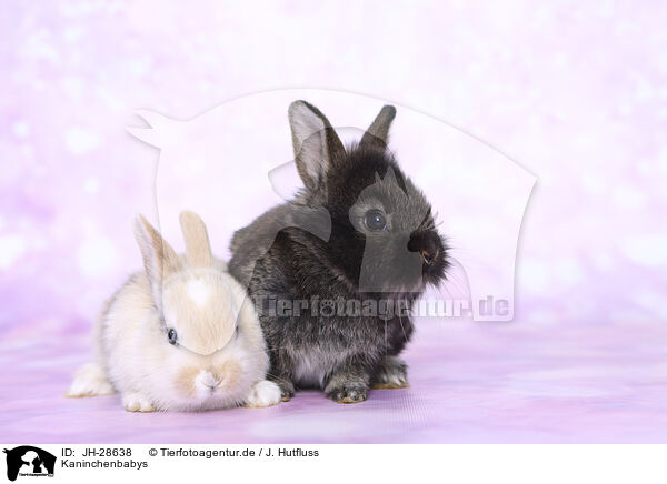 Kaninchenbabys / young rabbits / JH-28638