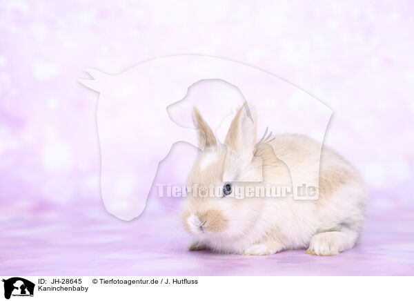 Kaninchenbaby / young rabbit / JH-28645