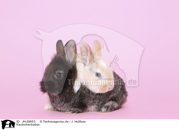 Kaninchenbabys / young rabbits / JH-28653