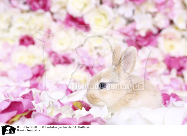 Kaninchenbaby / young rabbit / JH-28658