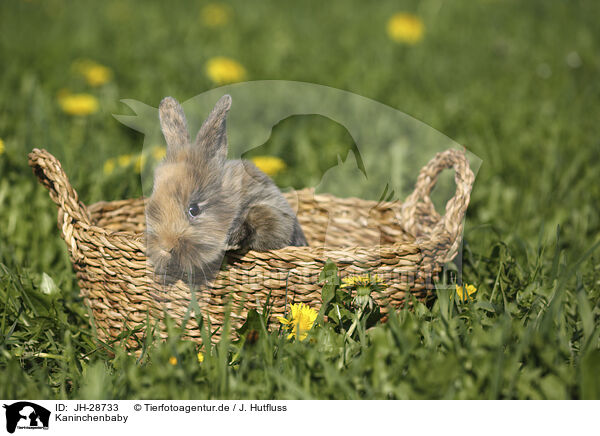 Kaninchenbaby / young rabbit / JH-28733