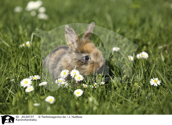 Kaninchenbaby / young rabbit / JH-28737
