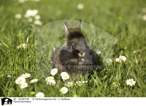 Kaninchenbaby / young rabbit / JH-28738