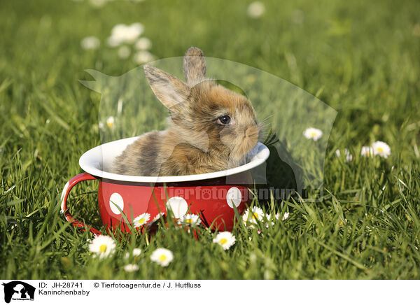 Kaninchenbaby / young rabbit / JH-28741