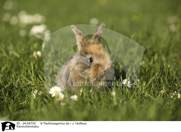 Kaninchenbaby / young rabbit / JH-28752