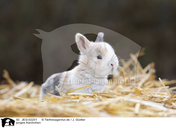 junges Kaninchen / young rabbit / JEG-02201