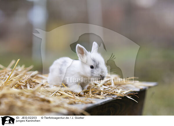 junges Kaninchen / young rabbit / JEG-02203