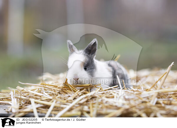 junges Kaninchen / young rabbit / JEG-02205