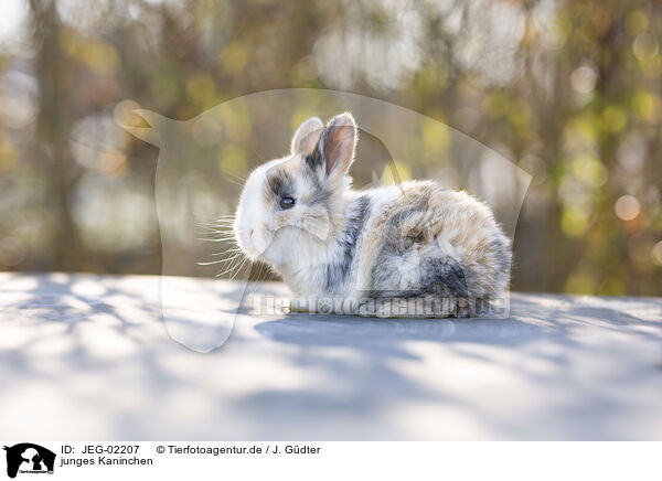 junges Kaninchen / young rabbit / JEG-02207