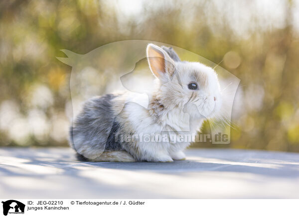 junges Kaninchen / young rabbit / JEG-02210