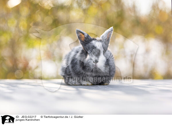 junges Kaninchen / young rabbit / JEG-02217