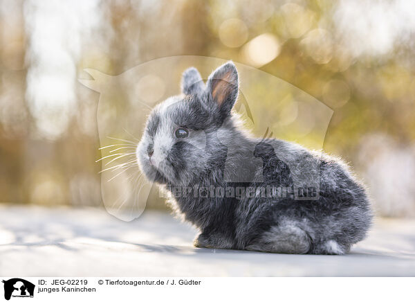 junges Kaninchen / young rabbit / JEG-02219
