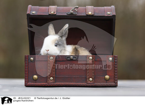 junges Kaninchen / young rabbit / JEG-02221