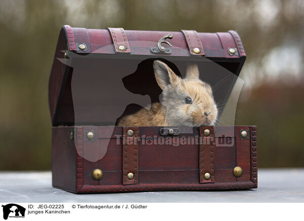 junges Kaninchen / young rabbit / JEG-02225
