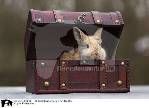junges Kaninchen / young rabbit / JEG-02226