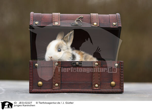 junges Kaninchen / young rabbit / JEG-02227