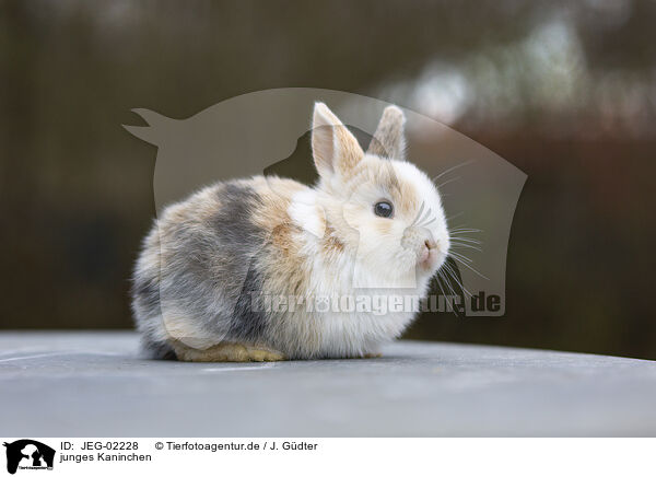 junges Kaninchen / young rabbit / JEG-02228