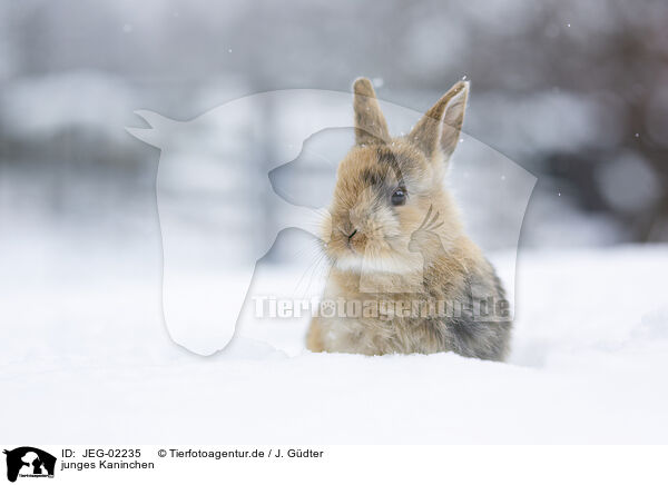 junges Kaninchen / young rabbit / JEG-02235