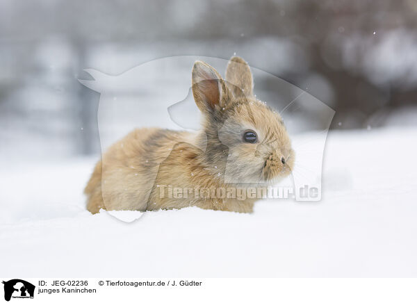 junges Kaninchen / young rabbit / JEG-02236