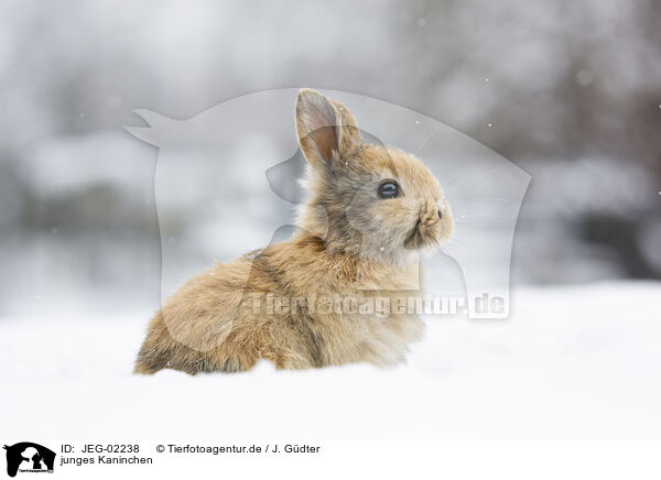 junges Kaninchen / young rabbit / JEG-02238
