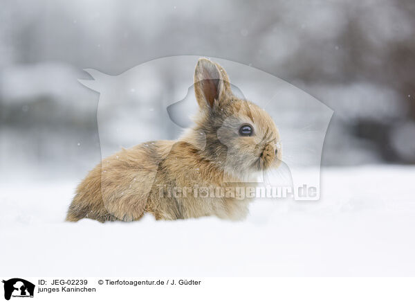 junges Kaninchen / young rabbit / JEG-02239