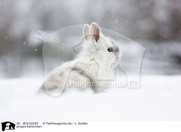 junges Kaninchen / young rabbit / JEG-02245