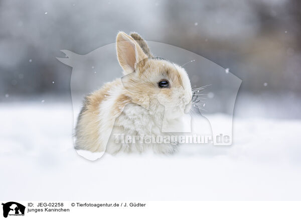 junges Kaninchen / young rabbit / JEG-02258