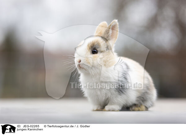junges Kaninchen / young rabbit / JEG-02265