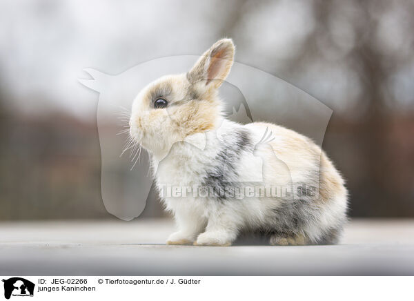 junges Kaninchen / young rabbit / JEG-02266