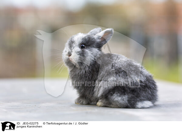 junges Kaninchen / young rabbit / JEG-02275