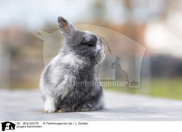 junges Kaninchen / young rabbit / JEG-02276