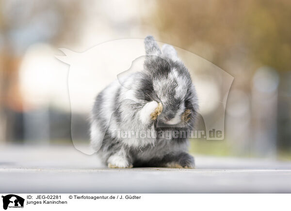 junges Kaninchen / young rabbit / JEG-02281