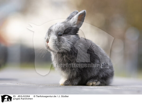 junges Kaninchen / young rabbit / JEG-02284