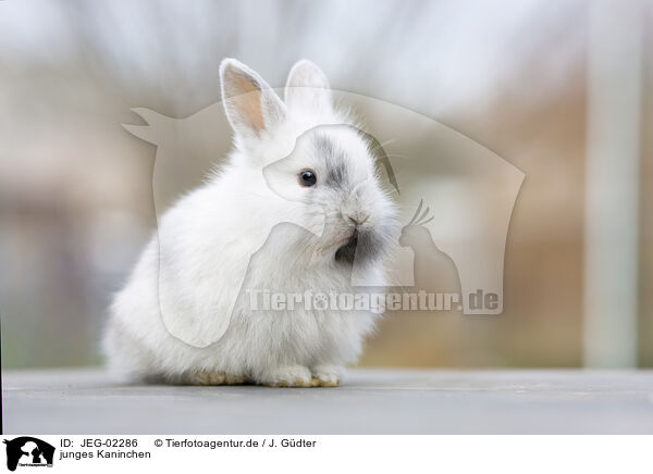 junges Kaninchen / young rabbit / JEG-02286