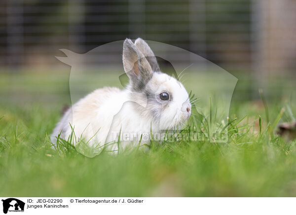 junges Kaninchen / young rabbit / JEG-02290