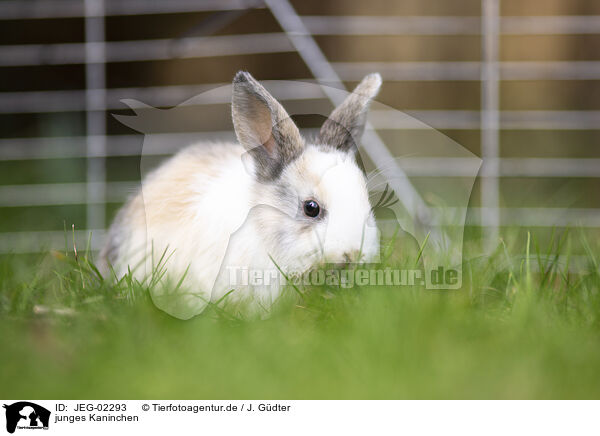 junges Kaninchen / young rabbit / JEG-02293