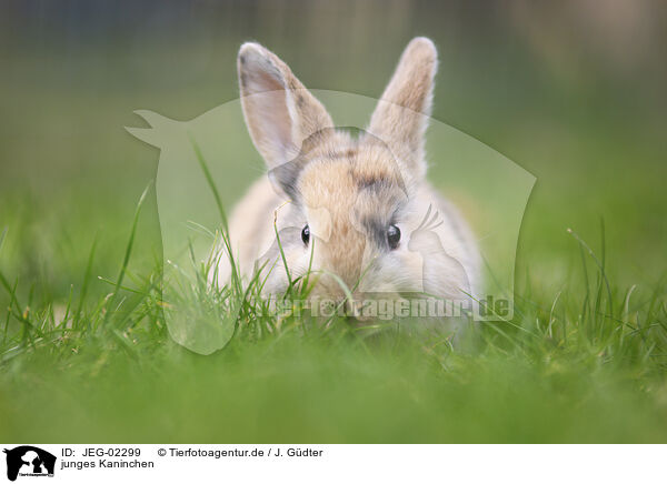 junges Kaninchen / young rabbit / JEG-02299