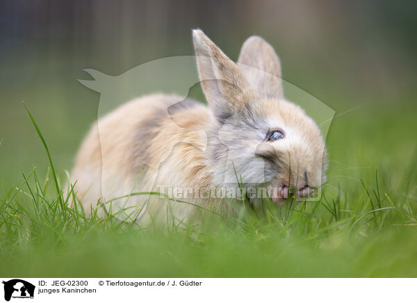 junges Kaninchen / young rabbit / JEG-02300