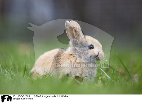 junges Kaninchen / young rabbit / JEG-02301