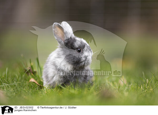 junges Kaninchen / young rabbit / JEG-02302