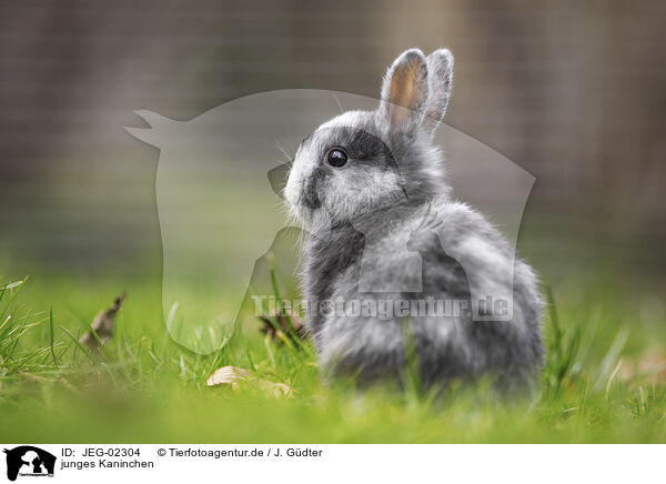 junges Kaninchen / young rabbit / JEG-02304