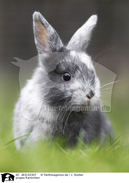 junges Kaninchen / young rabbit / JEG-02307