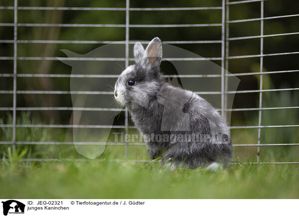 junges Kaninchen / young rabbit / JEG-02321
