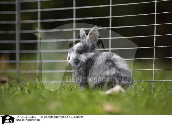junges Kaninchen / young rabbit / JEG-02322